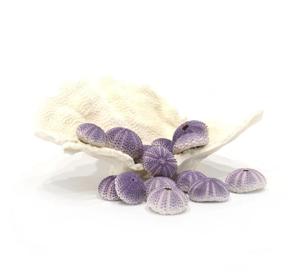 Purple Sea Urchin - Pack of 10